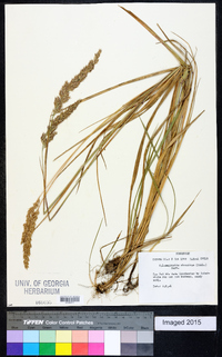 Calamagrostis cinnoides image