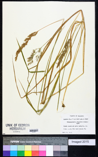 Calamagrostis cinnoides image