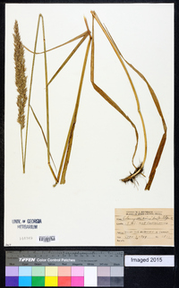 Calamagrostis cinnoides image