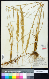 Calamagrostis epigeios var. georgica image