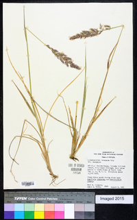 Calamagrostis stricta subsp. inexpansa image