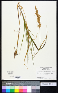 Calamagrostis stricta image