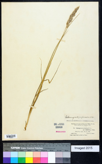 Calamagrostis purpurascens image