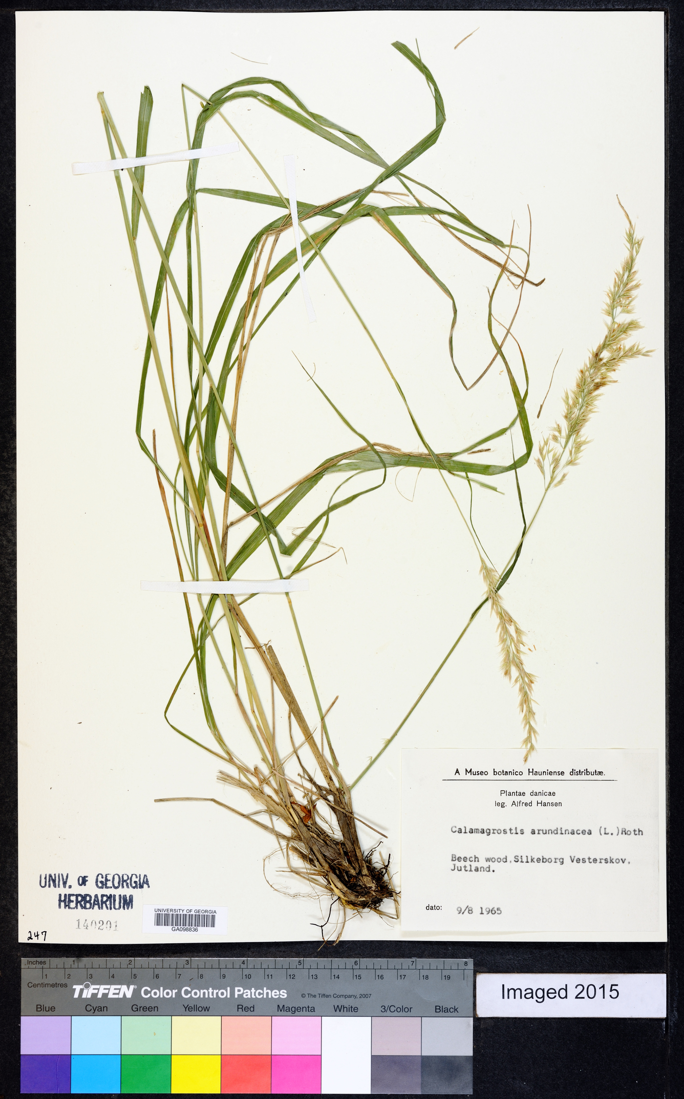 Calamagrostis arundinacea image