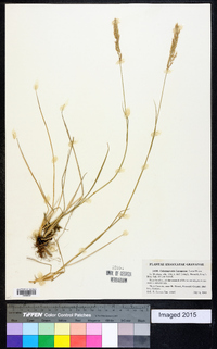 Calamagrostis purpurascens image