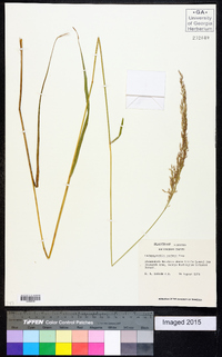 Calamagrostis porteri image