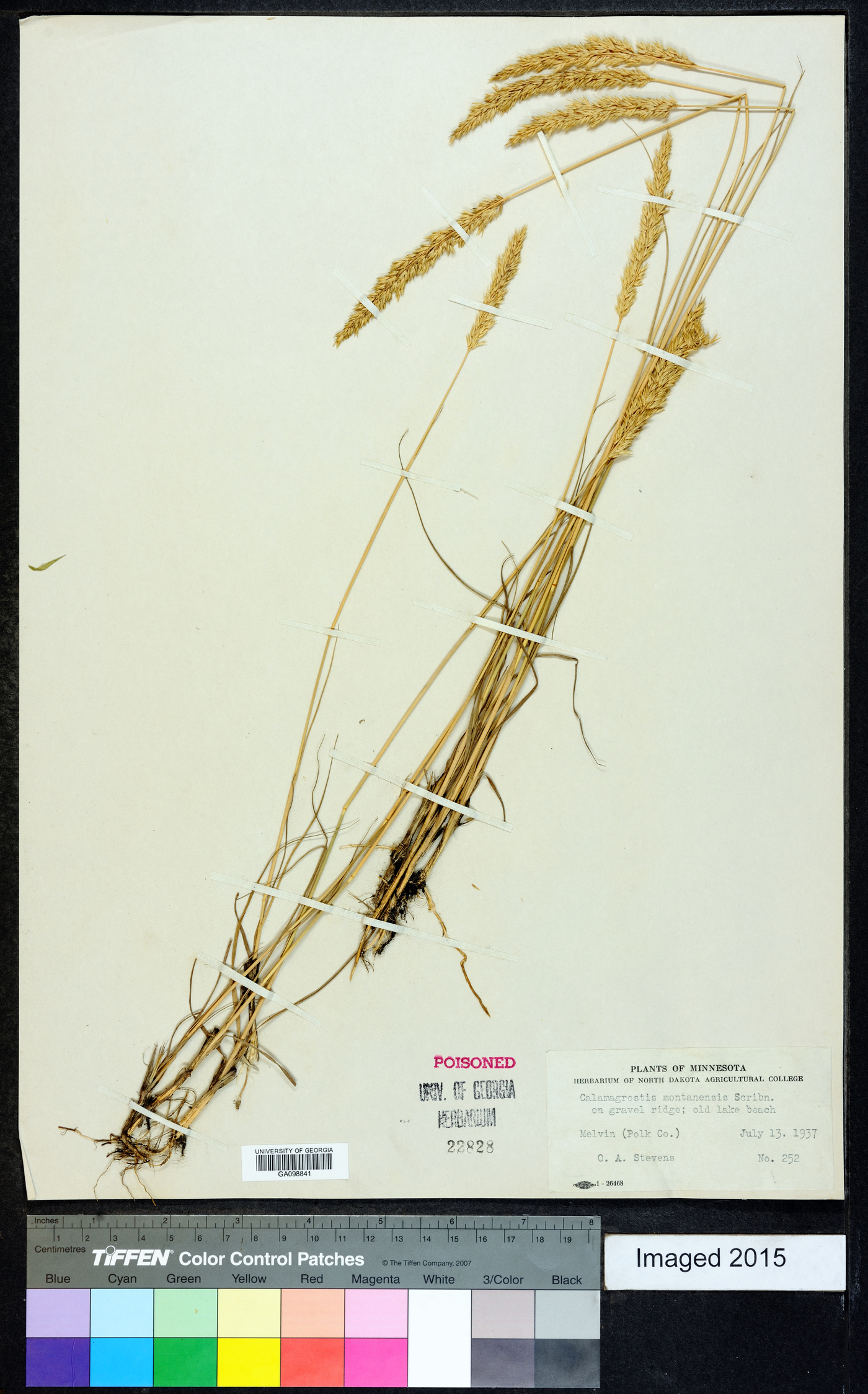 Calamagrostis montanensis image