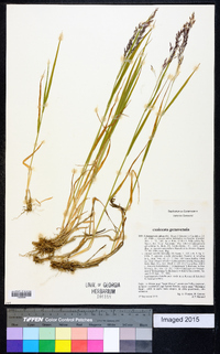 Agrostis agrostiflora image