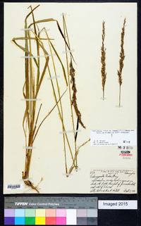 Calamagrostis porteri image