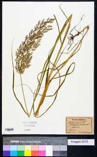 Calamagrostis purpurea image