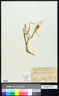 Cenchrus longispinus image