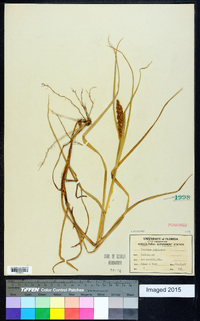 Cenchrus echinatus image