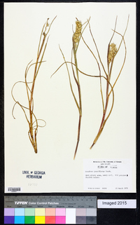 Cenchrus spinifex image