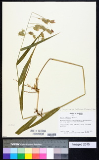 Chasmanthium latifolium image