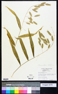 Chasmanthium latifolium image