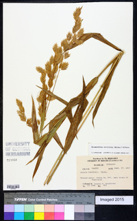 Chasmanthium latifolium image