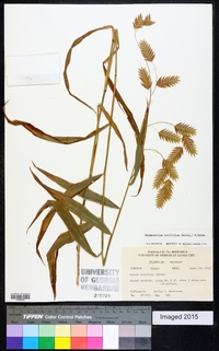 Chasmanthium latifolium image