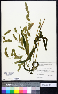 Chasmanthium latifolium image