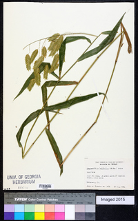 Chasmanthium latifolium image