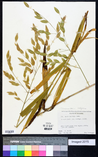 Chasmanthium latifolium image