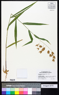 Chasmanthium latifolium image