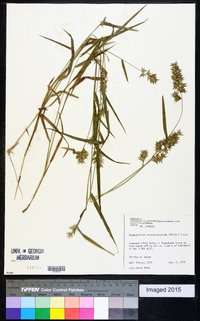 Chasmanthium ornithorhynchum image