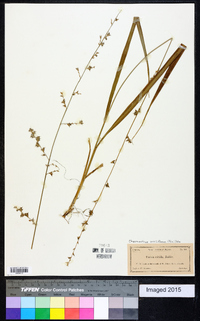 Chasmanthium sessiliflorum image