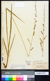 Chasmanthium sessiliflorum image