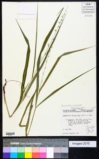 Chasmanthium sessiliflorum image