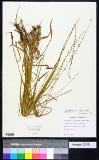 Chasmanthium sessiliflorum image