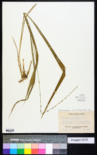 Chasmanthium sessiliflorum image