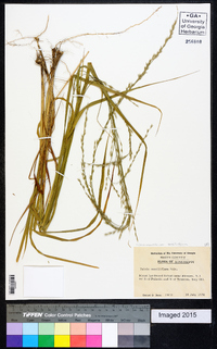 Chasmanthium sessiliflorum image