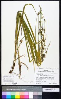 Chasmanthium sessiliflorum image