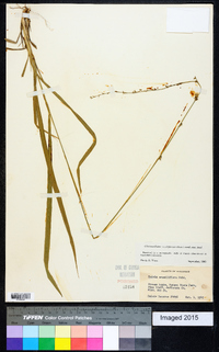 Chasmanthium sessiliflorum image