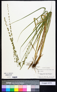 Chasmanthium sessiliflorum image