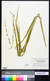 Chasmanthium sessiliflorum image