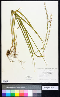 Chasmanthium sessiliflorum image