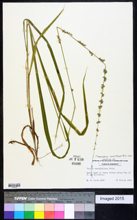 Chasmanthium sessiliflorum image