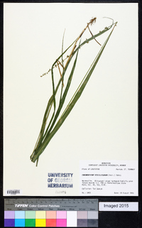 Chasmanthium sessiliflorum image