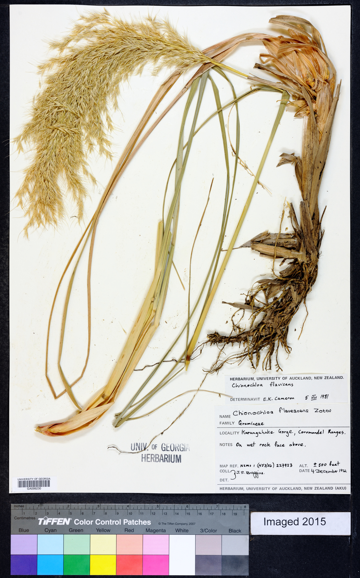 Chionochloa flavicans image