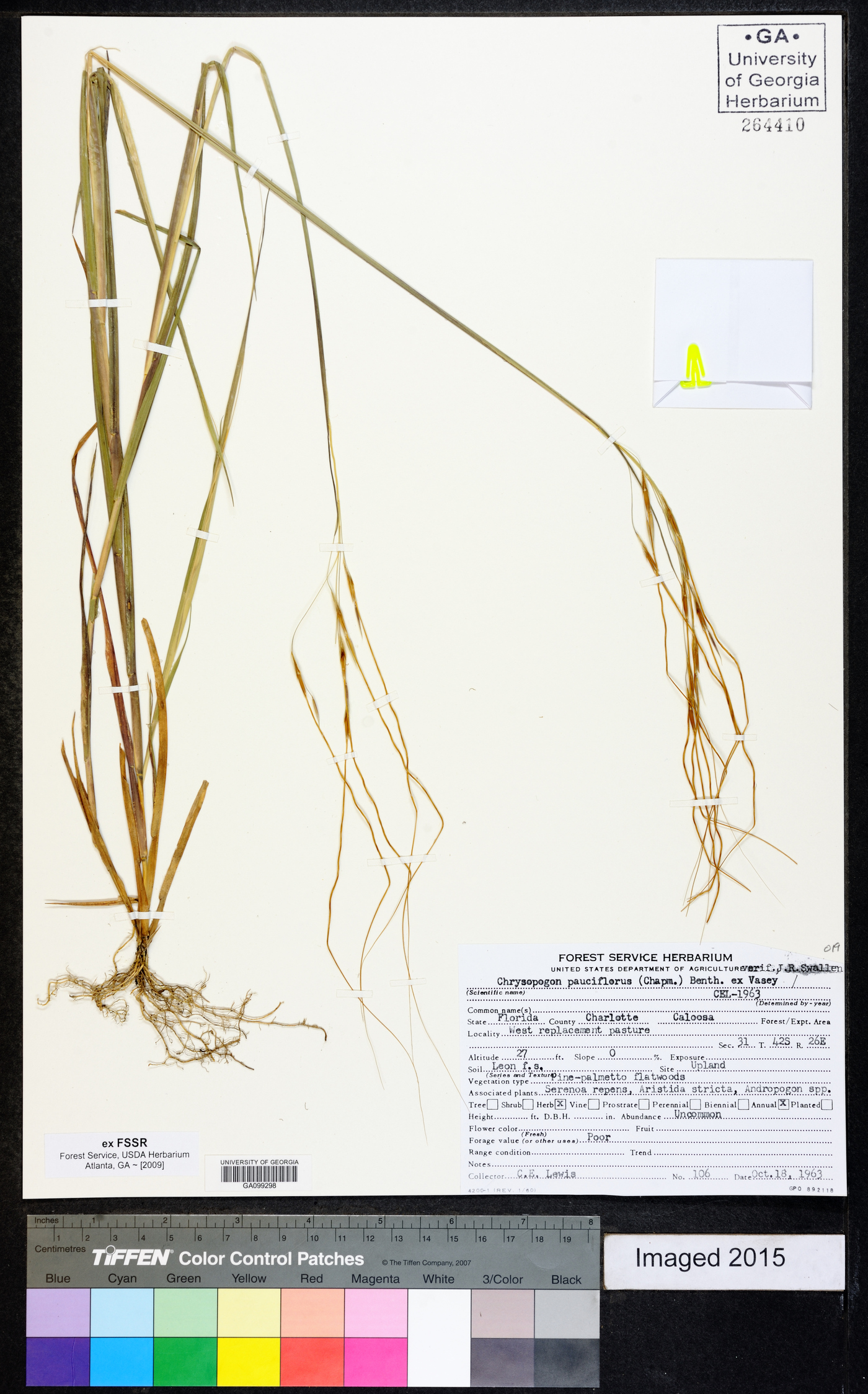 Chrysopogon pauciflorus image