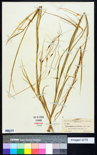 Chrysopogon pauciflorus image