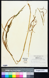 Cinna arundinacea image