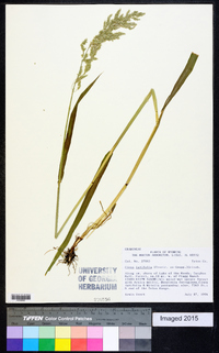 Cinna latifolia image