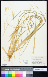 Cortaderia araucana image