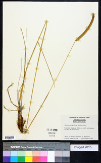 Ctenium aromaticum image