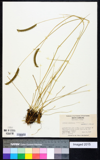 Ctenium aromaticum image