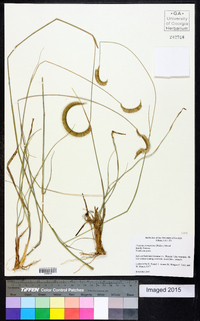 Ctenium aromaticum image