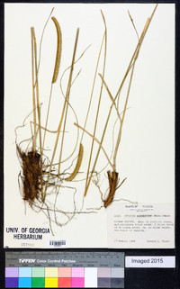 Ctenium aromaticum image