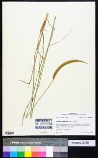 Ctenium aromaticum image